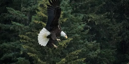 Alaskan Dream