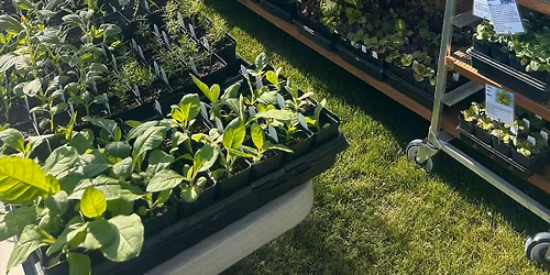 4th Annual Plant Sale!
