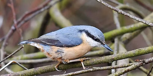 Seasonal guided walk at NWT Wayland Wood