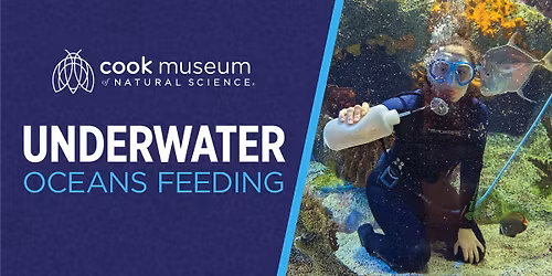 Underwater Oceans Feeding