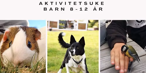 FULLT ! Aktivitetsuke barn 8-12 \u00e5r: Tamme og ville dyr