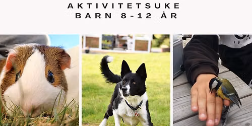 FULLT ! Aktivitetsuke barn 8-12 \u00e5r: Tamme og ville dyr