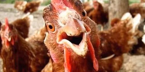 Spring BBQ Fundraiser