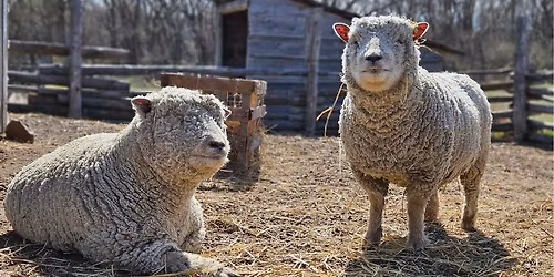 Sheep Shearing Demo