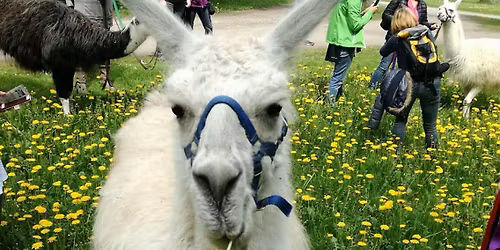 Meditative Lamawanderung - Achtsamkeitswanderung mit Lamas