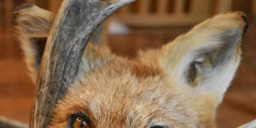Taxidermy Workshop - Soft Mount Fox