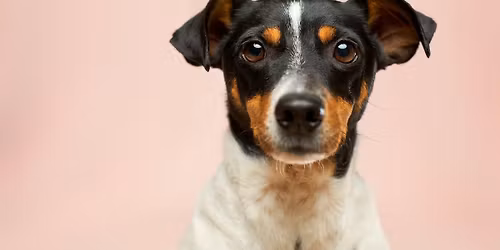 Dog-Eared and Adopted!