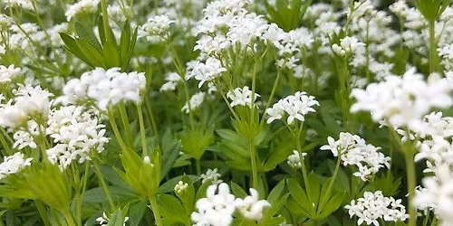 Nottingham Wild Food Foraging Walk\/Course