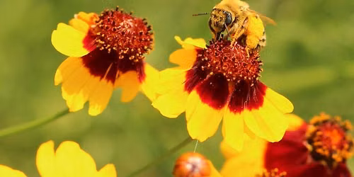 Pollinator Week