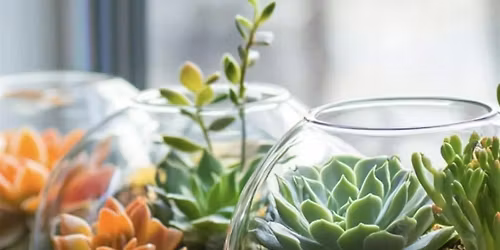 Dirt & Drinks: Terrarium Event
