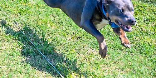 Agility Mini Camp