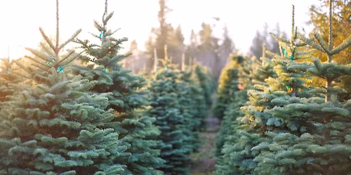Tree Farm Minis