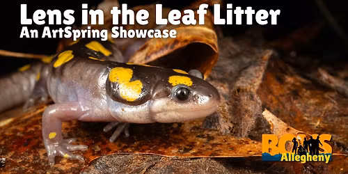 Lens in the Leaf Litter: An ArtSpring Showcase