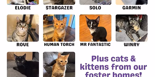 CARMA Cat Adoption Event - Irvine Petco