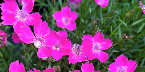 Huge Weekend Plant Sale - New Inventory!