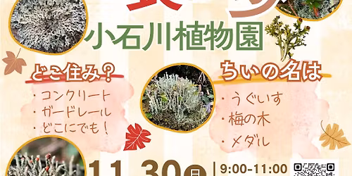 【満席】小石川植物園で地衣散歩!チイさくても地味に凄い!地衣かわ✨地衣類の地位向上!のんびり地衣散歩🌿