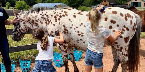 Cowgirl Summer Camp - Horse Care Day Camp at Equine Connection Center [Jun 19, Jul 17, or Aug 14]