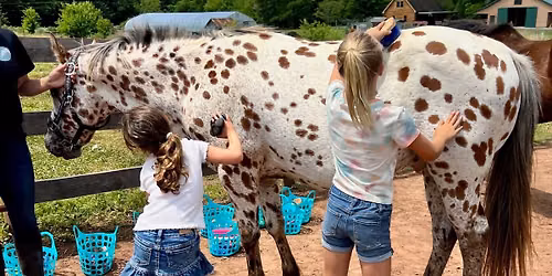 Cowgirl Summer Camp - Horse Care Day Camp at Equine Connection Center [Jun 19, Jul 17, or Aug 14]