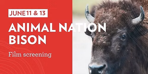Animal Nation \u2013 Bison: Film Screening