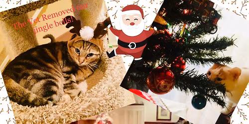 Mid-Cities Community Cats Holiday meet\/greet, meow\/mingle, cat chat.
