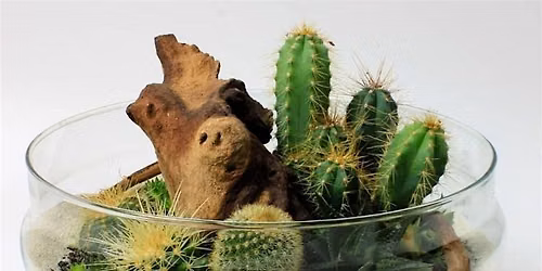 Ashton Ferns Cacti Terrarium Class at Southern Tier