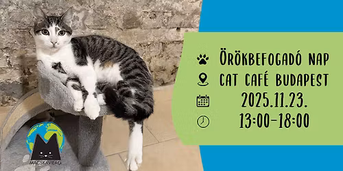 \u00c9vz\u00e1r\u00f3 \u00f6r\u00f6kbefogad\u00f3 nap a Cat Caf\u00e9 Budapestben