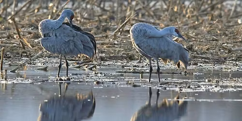 Sandhill Crane Photography Workshop