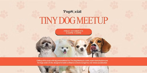 Tiny Dog Meet-up