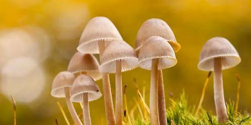 Fungi; an amazing walk and talk - Woolley Firs, Saturday 17 October