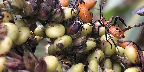 Organic Pest Management