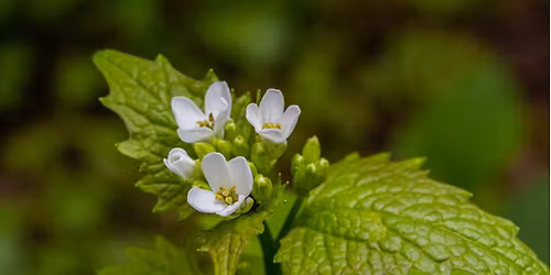 Garlic Mustard Pull & Pesto Making