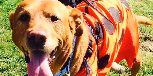 crazy k9s easter fun dog show