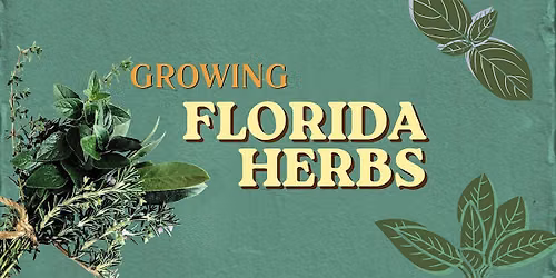 Growing your own Florida Herbs