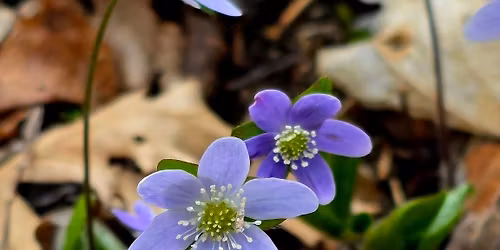 Evening Ephemerals