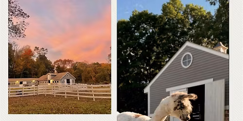 Sunset Yoga with Llamas: Unwind, Align, and Meet a New Best Friend