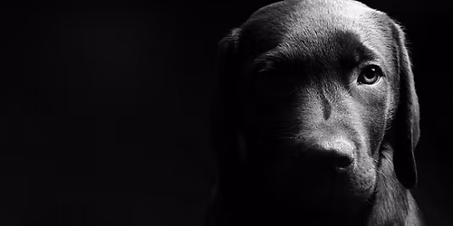 Mat-Su Outdoorsman Show