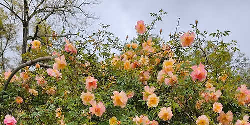 Rose Festival Guided Grounds Tours