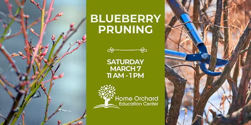 Blueberry Pruning