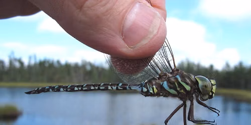 Dragonflies of the North Woods