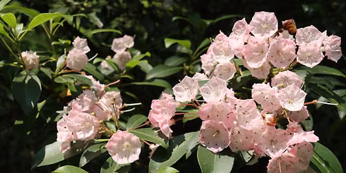 Mountain Laurel Photography Walk