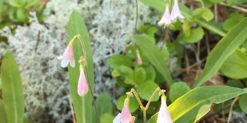 A Gentle Plant Walk