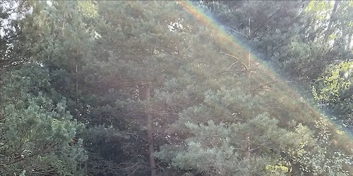 Make a Difference Week - Invasive Species Removal