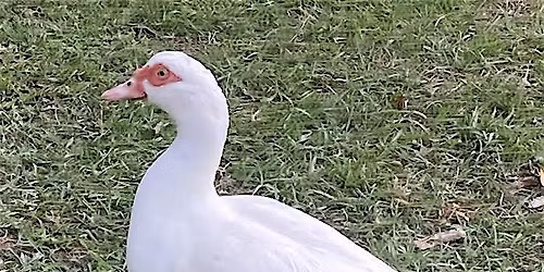 Backyard to Table: Duck,Quail &Rabbit Processing Workshop