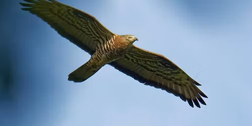 Les oiseaux de la nouvelle et ancienne lys