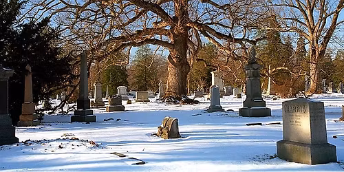Winter Tree Identification