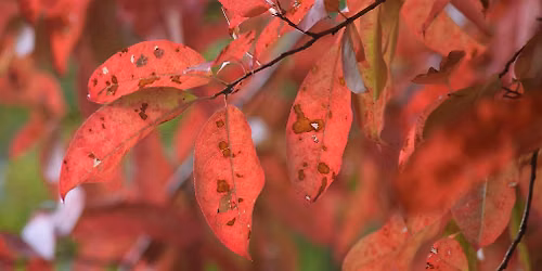 Fall Tree ID
