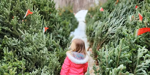 Opening Weekend at Robinsons' Tree Farm!