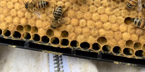 Beekeeping Workshops