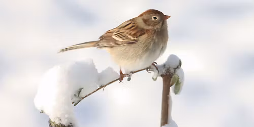 Branch Out Event: Secret Life of Sparrows & Stroll with the CEO