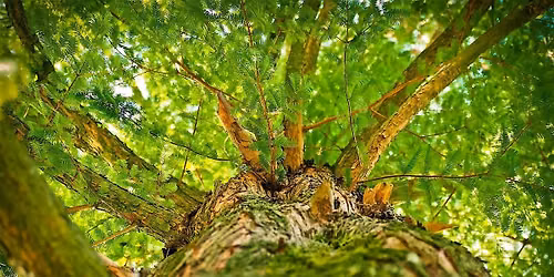 Trees of the Preserve